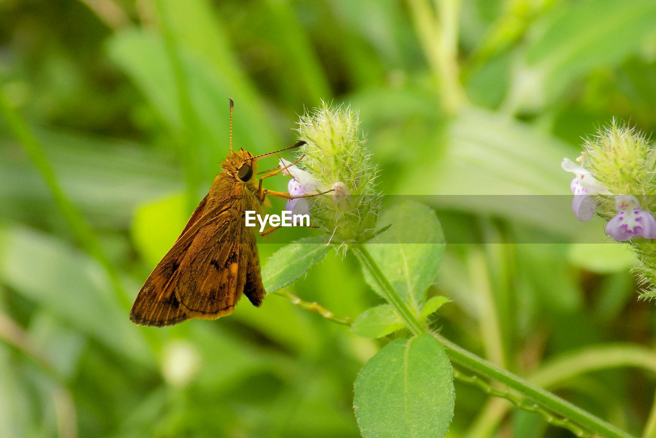 Close-up of butterfly pollinating on flower