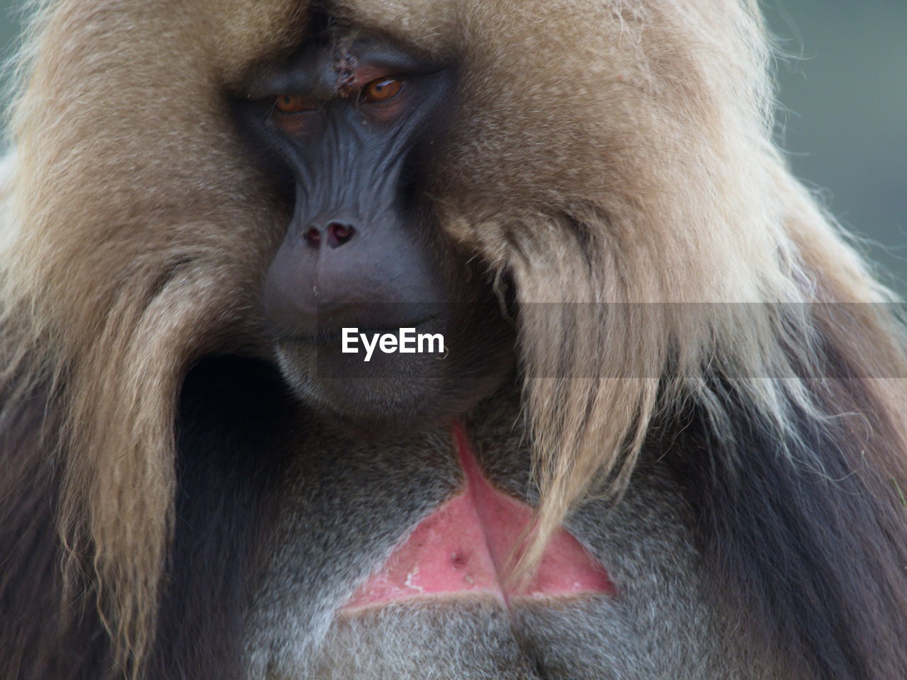 Extreme closeup of adult gelada monkey theropithecus gelada face looking straight at came, ethiopia.