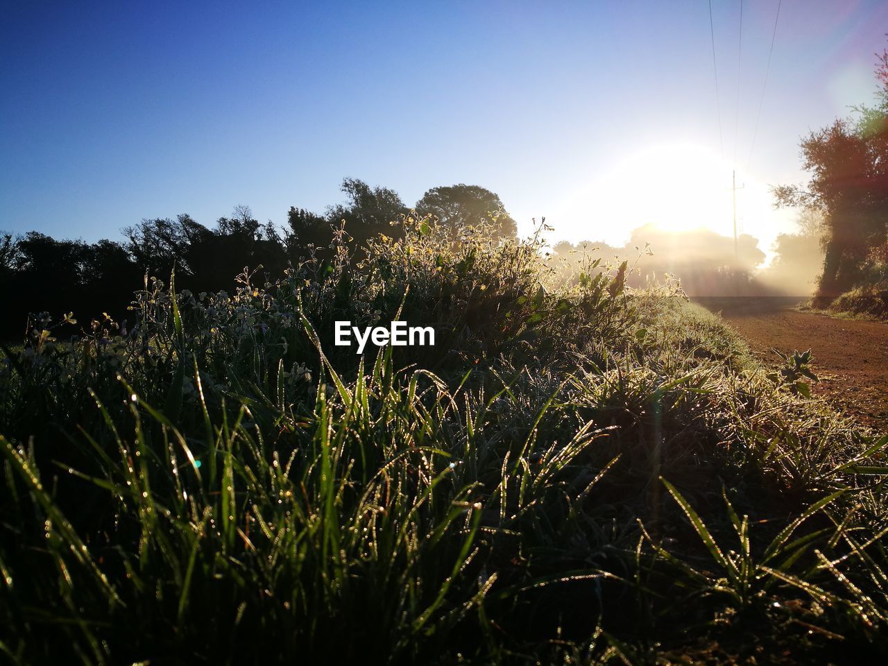 PLANTS GROWING IN FIELD AGAINST CLEAR SKY