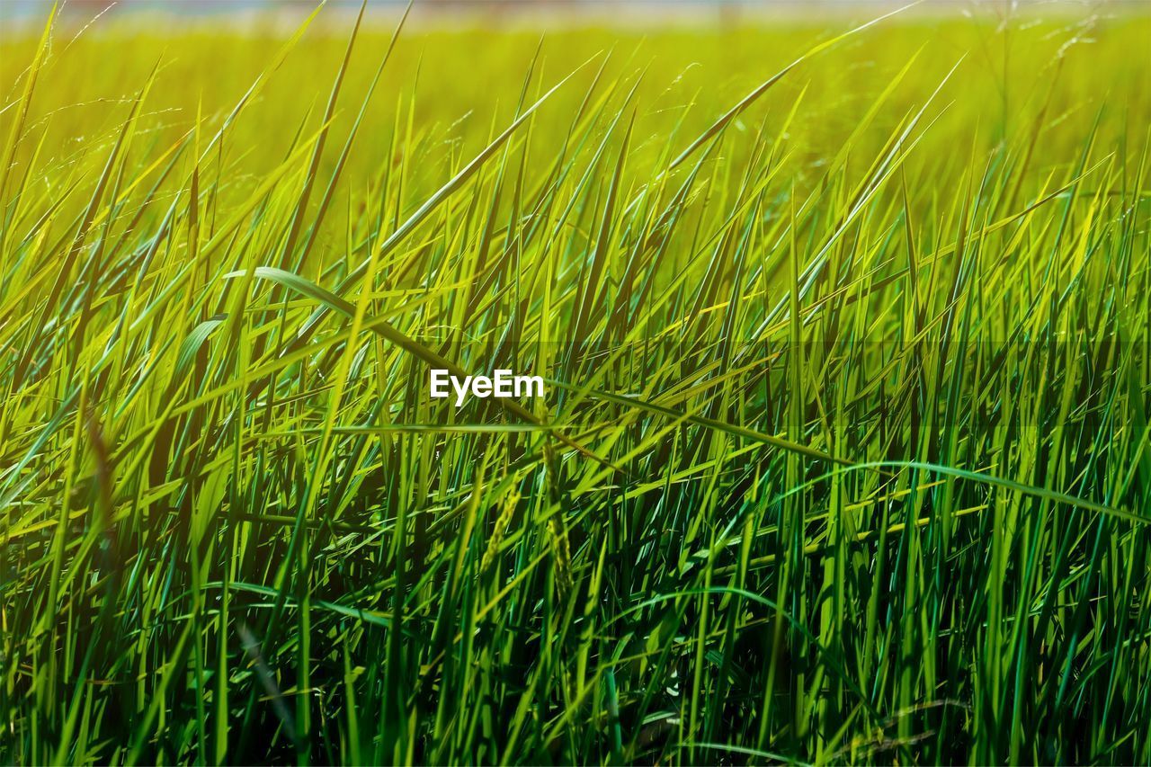 FULL FRAME SHOT OF FRESH CORN FIELD