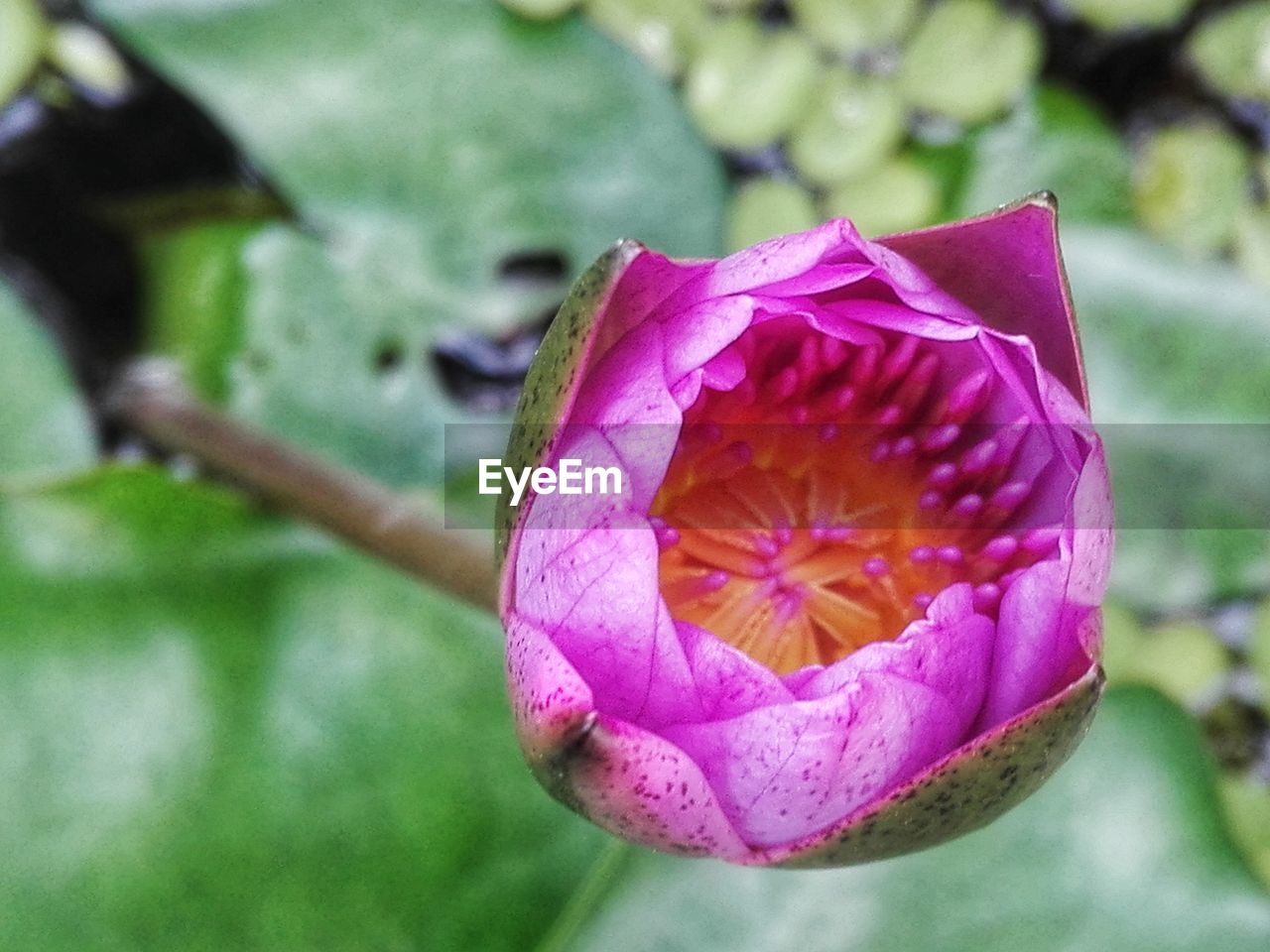 CLOSE-UP OF FLOWER BLOOMING IN WATER