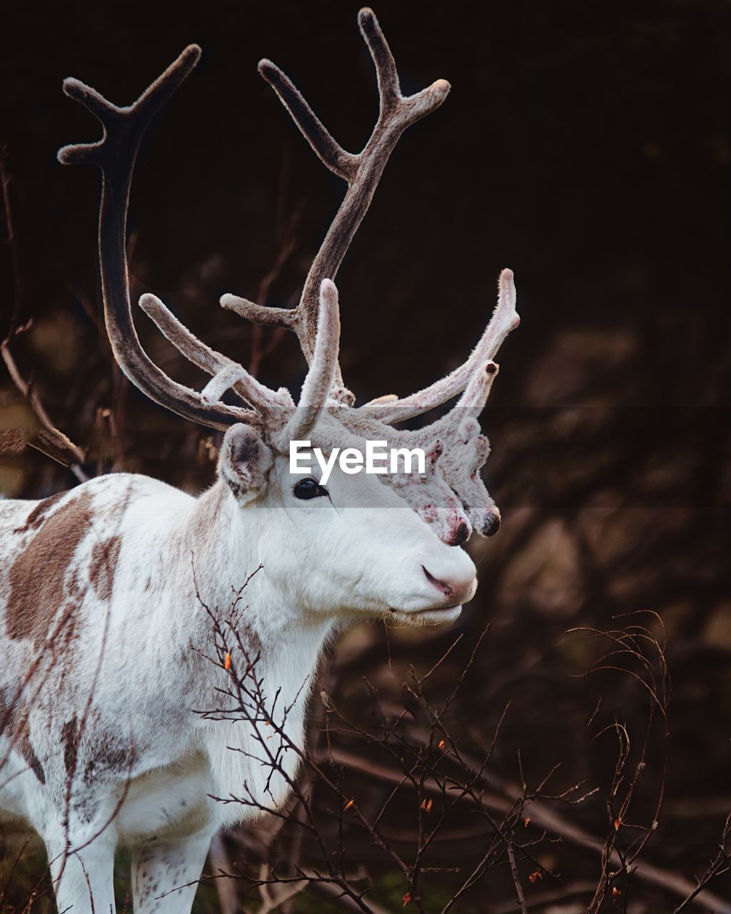 Close-up of reindeer on field