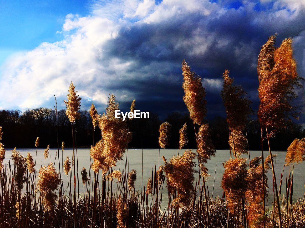 SCENIC VIEW OF PLANTS AGAINST CLOUDY SKY