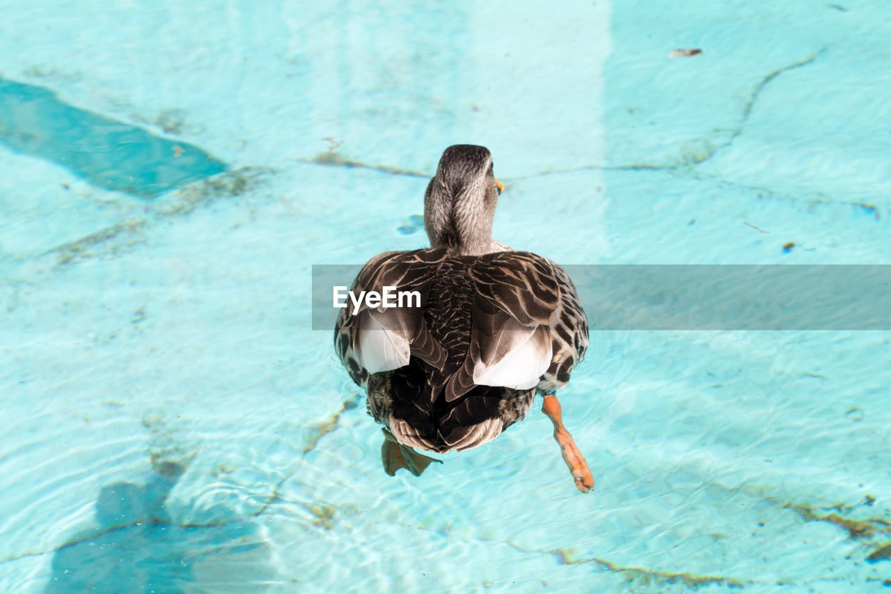 High angle view of mallard duck swimming in lake