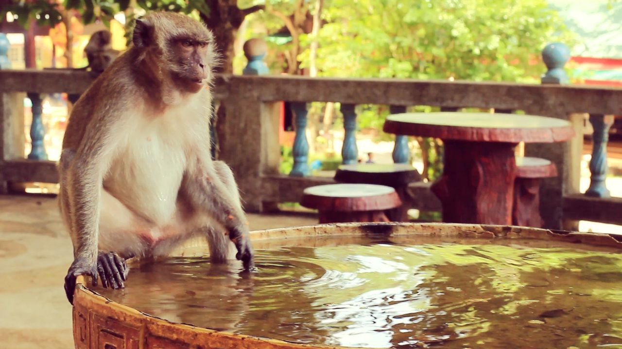 Monkey sitting on edge of tub