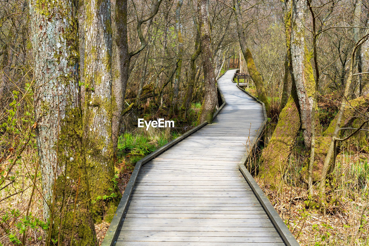 BOARDWALK AMIDST PLANTS IN FOREST