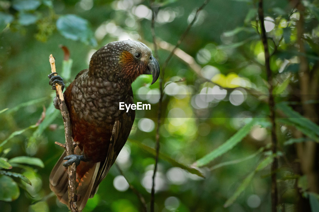 A new zealand kaka parched on a tree branch in the woods