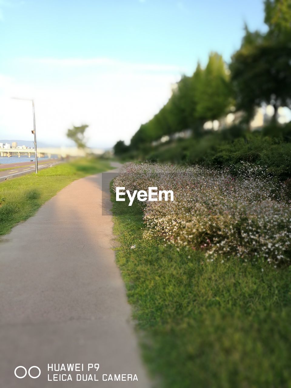 ROAD AMIDST PLANTS ON FIELD