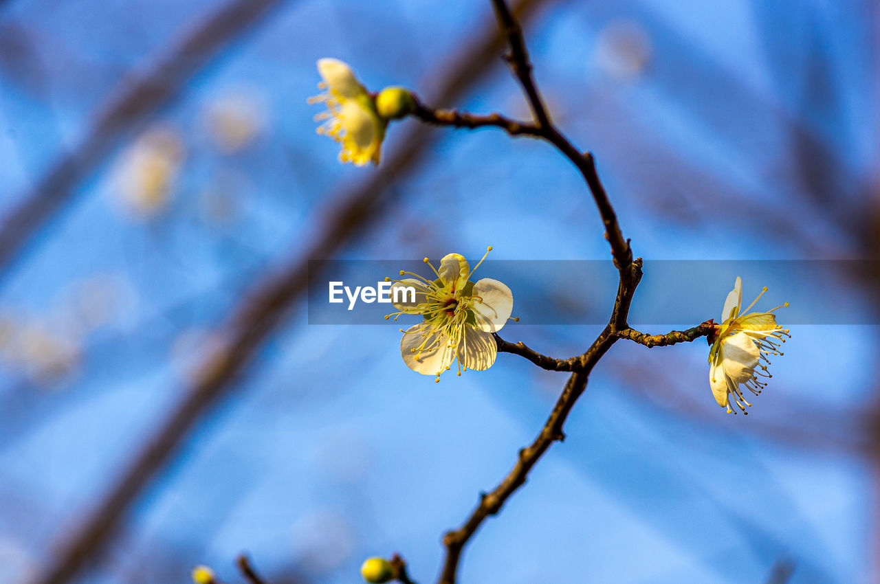 LOW ANGLE VIEW OF CHERRY BLOSSOMS