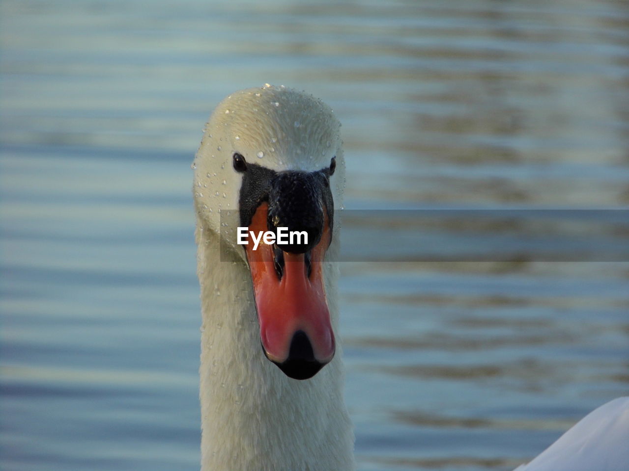 Close-up of swan swimming in pond