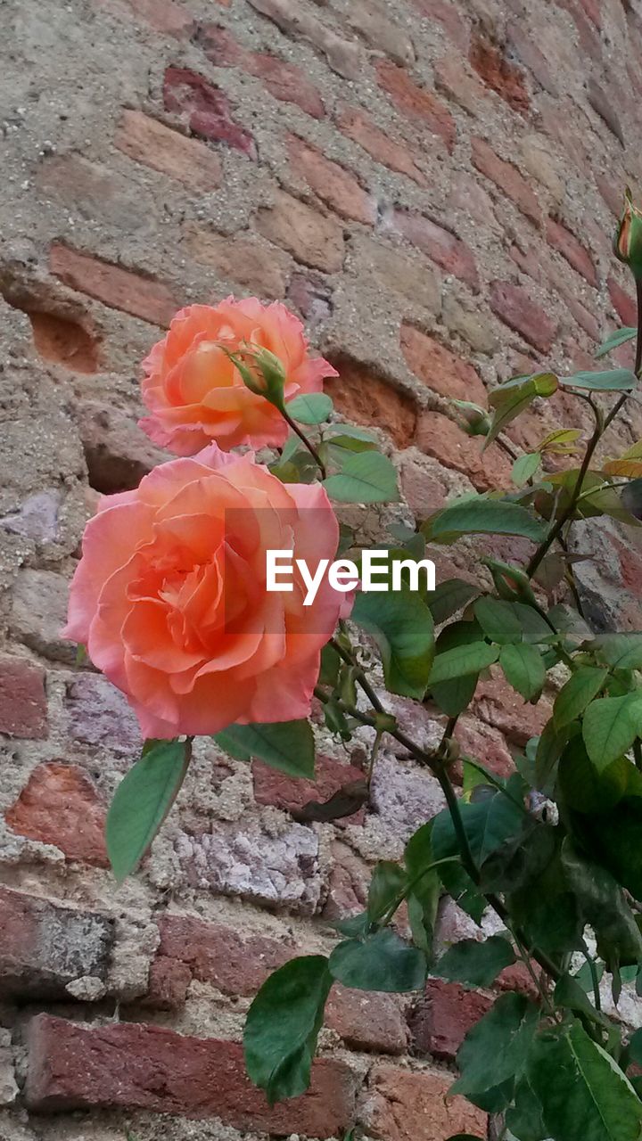 CLOSE-UP OF ROSE WITH RED FLOWER