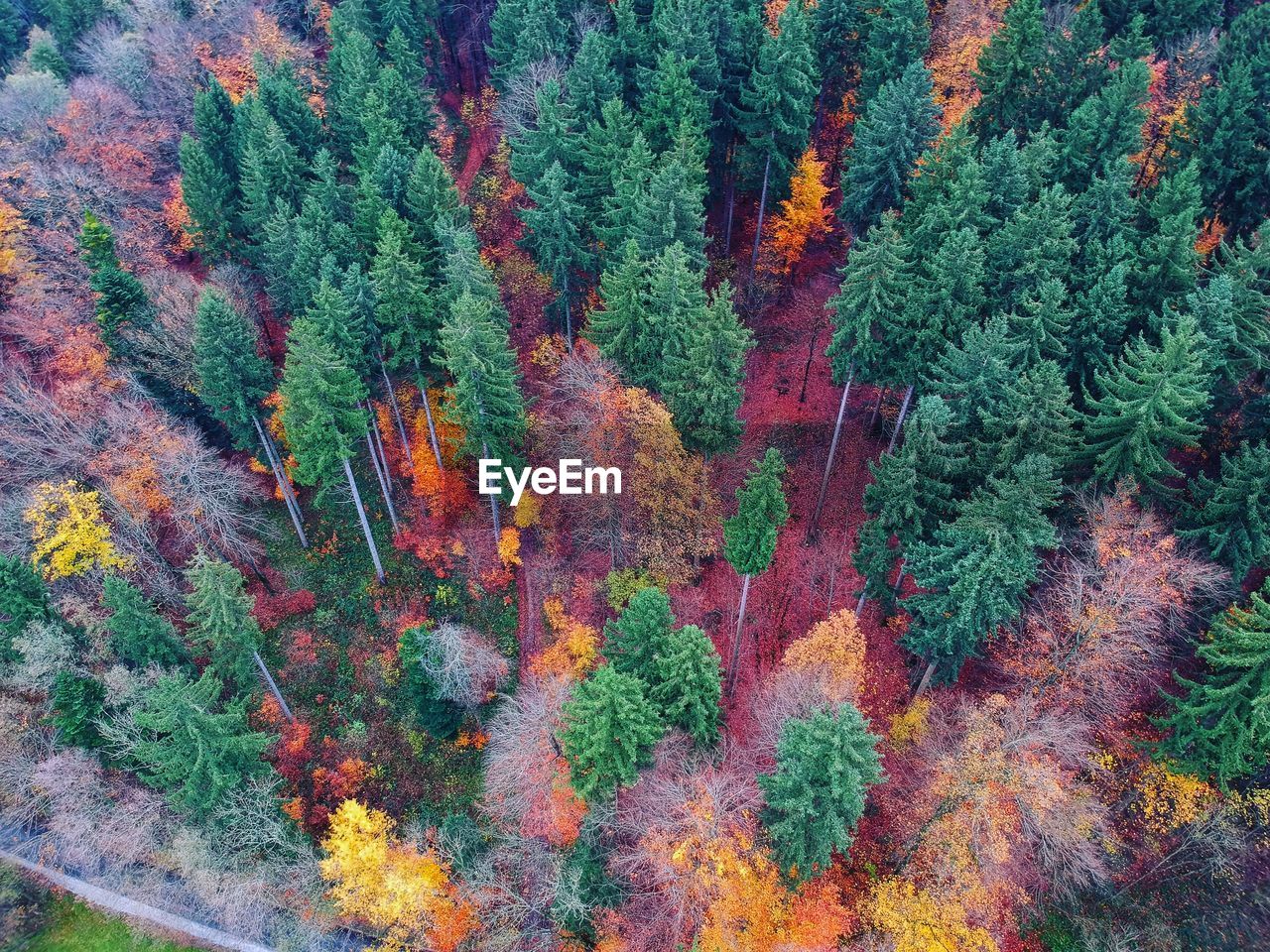 High angle view of plants growing in forest during autumn