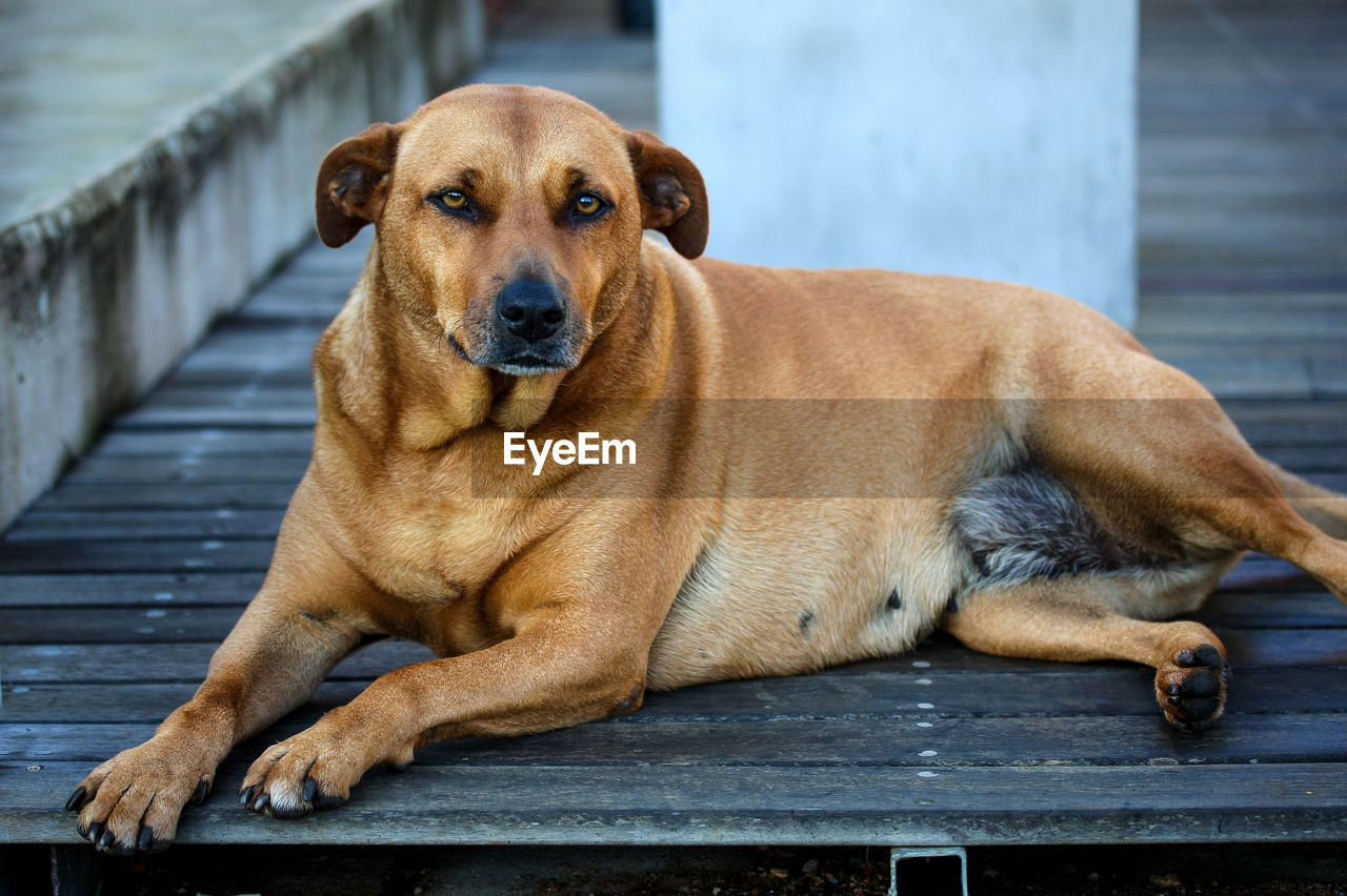 Portrait of brown dog sitting on wooden plank