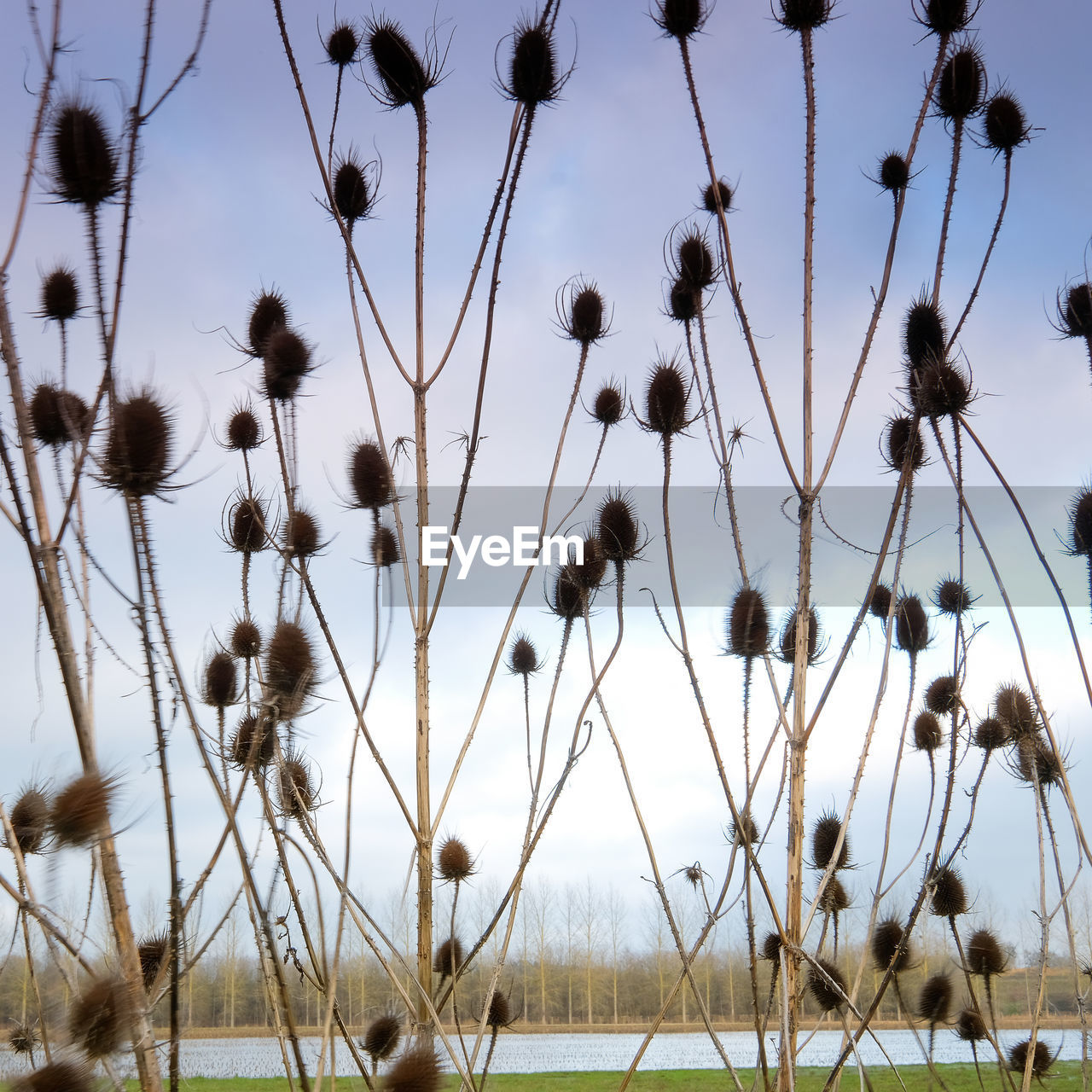 Close-up of flowering plants on land against sky