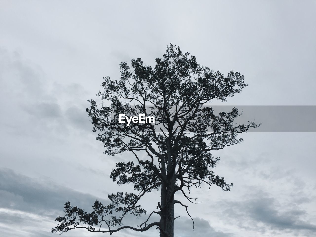 LOW ANGLE VIEW OF TREE