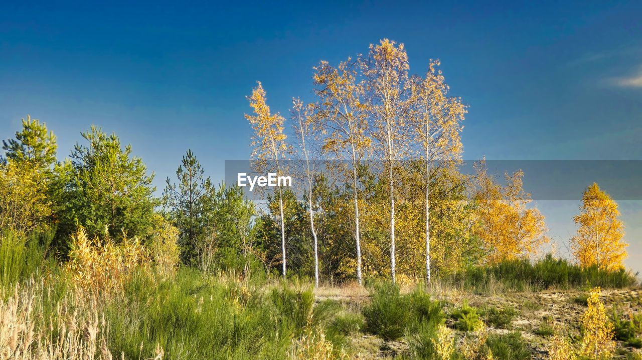 TREES ON FIELD AGAINST CLEAR SKY