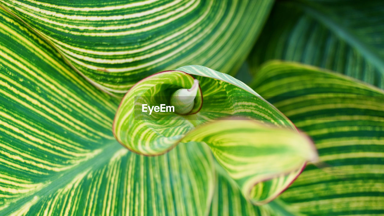 Full frame shot of plants