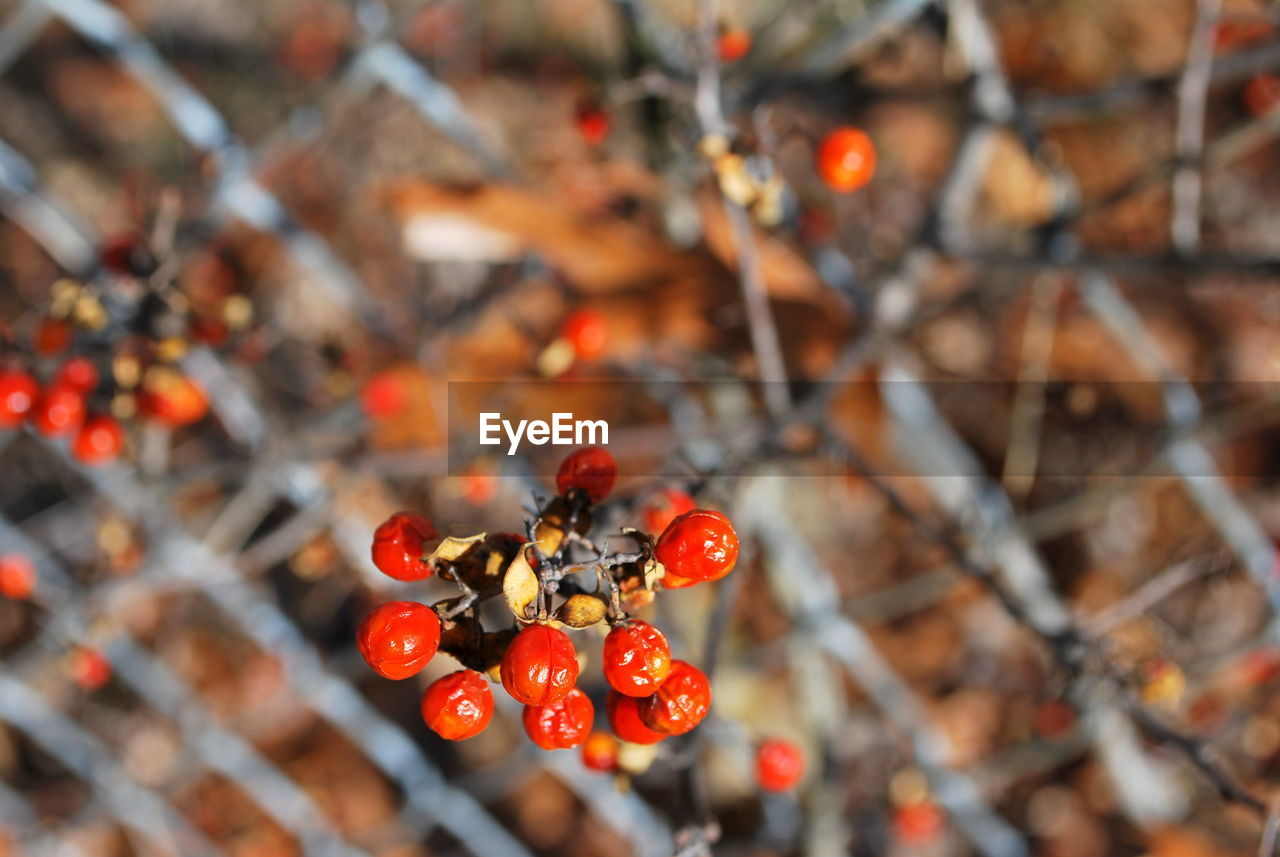 CLOSE-UP OF RED BERRIES GROWING ON TREE