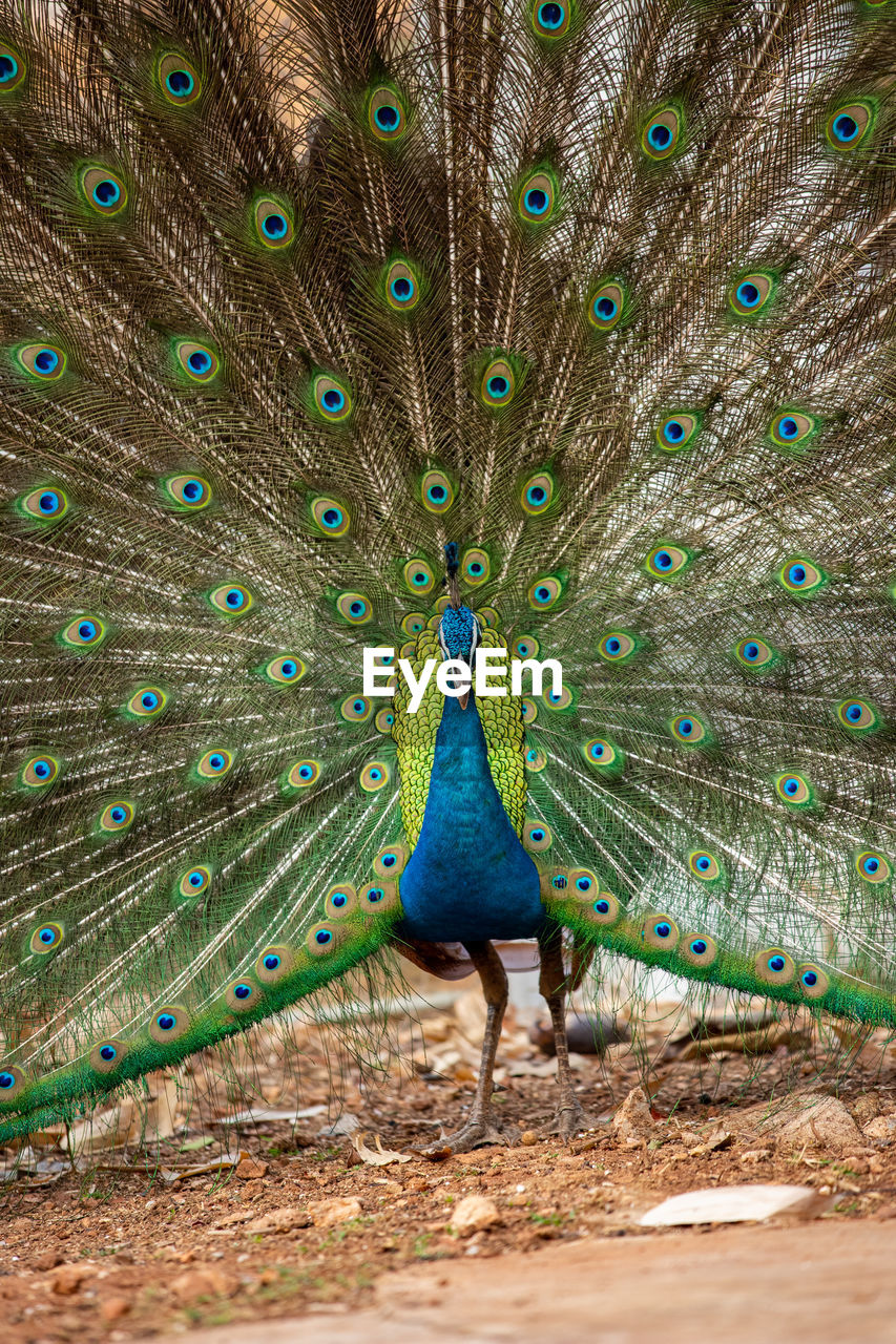CLOSE-UP OF A PEACOCK ON THE LAND