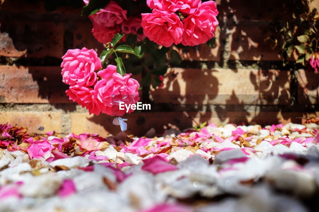 CLOSE-UP OF PINK ROSE FLOWERS IN BLOOM