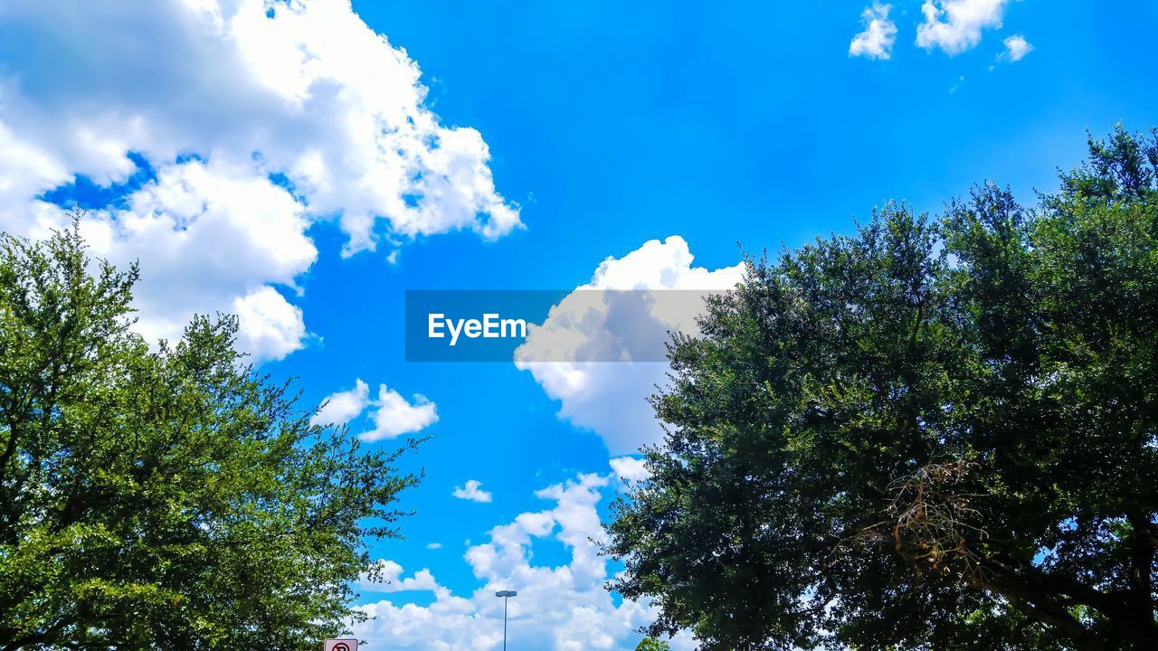 Low angle view of trees against blue sky