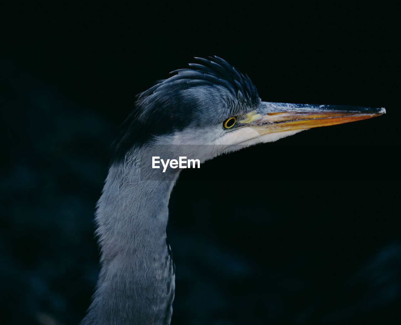 Close-up of grey heron