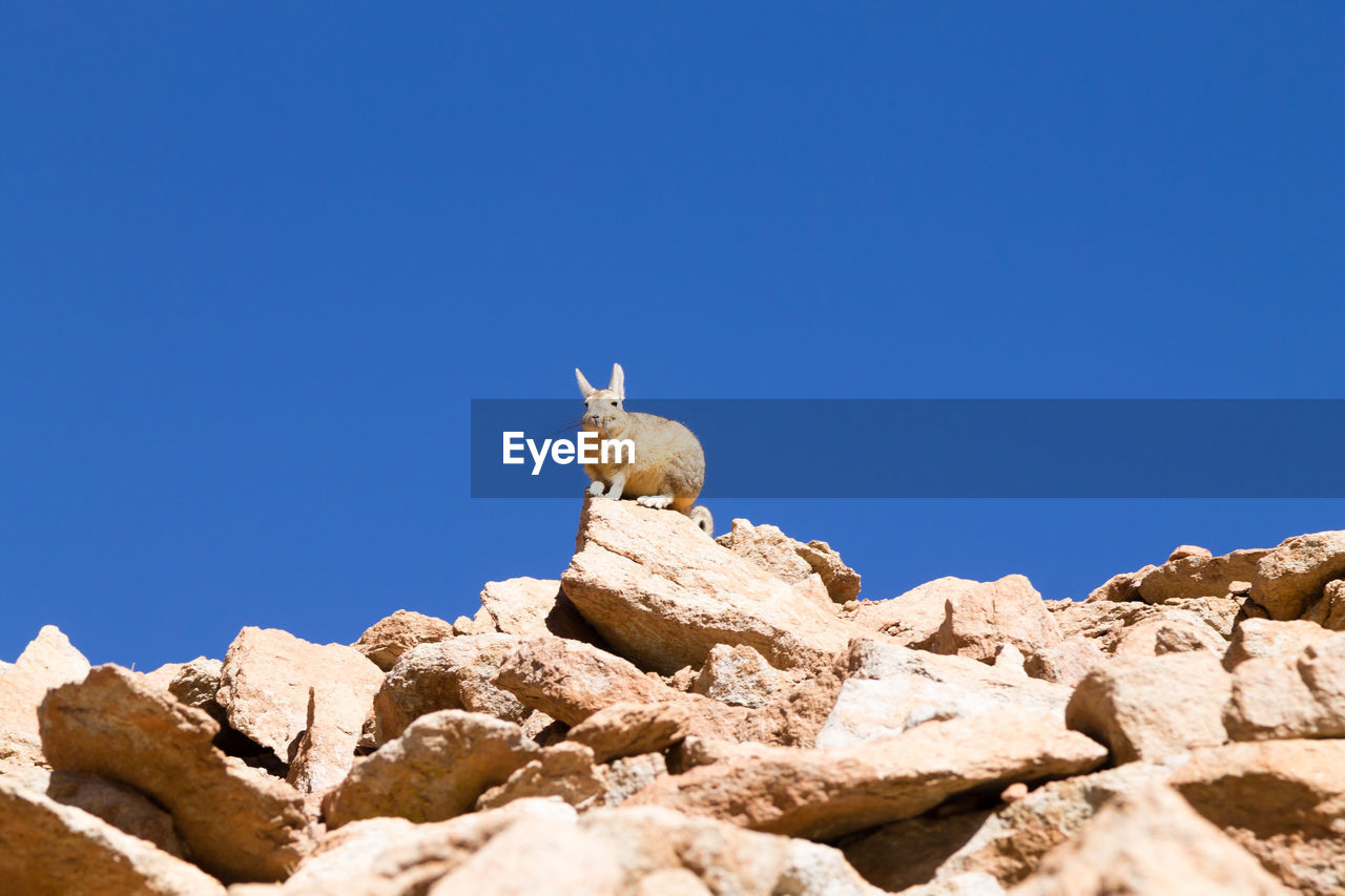LOW ANGLE VIEW OF ANIMAL ON ROCK AGAINST BLUE SKY