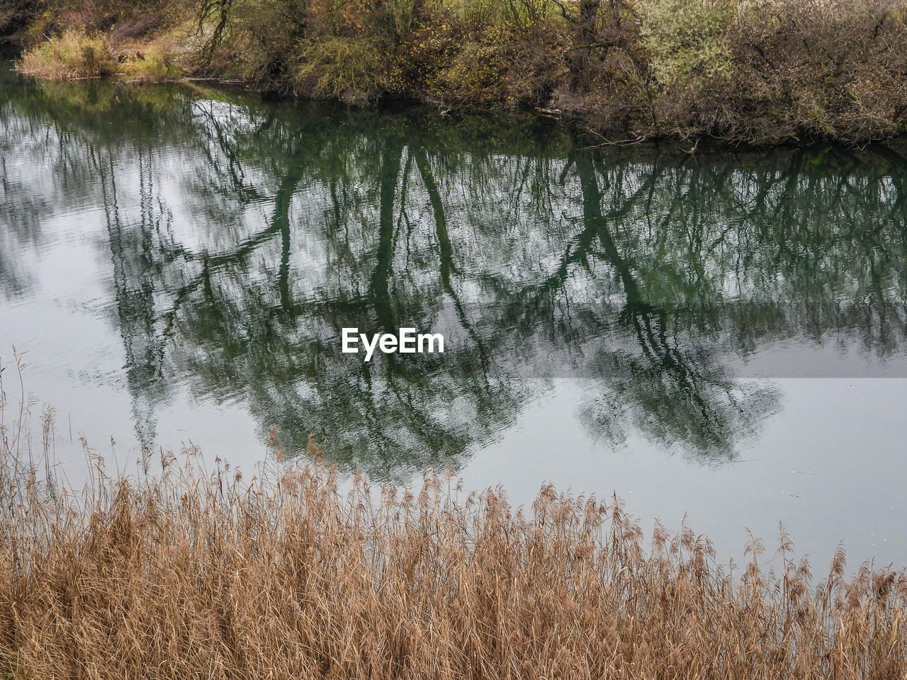 REFLECTION OF TREES IN LAKE WATER