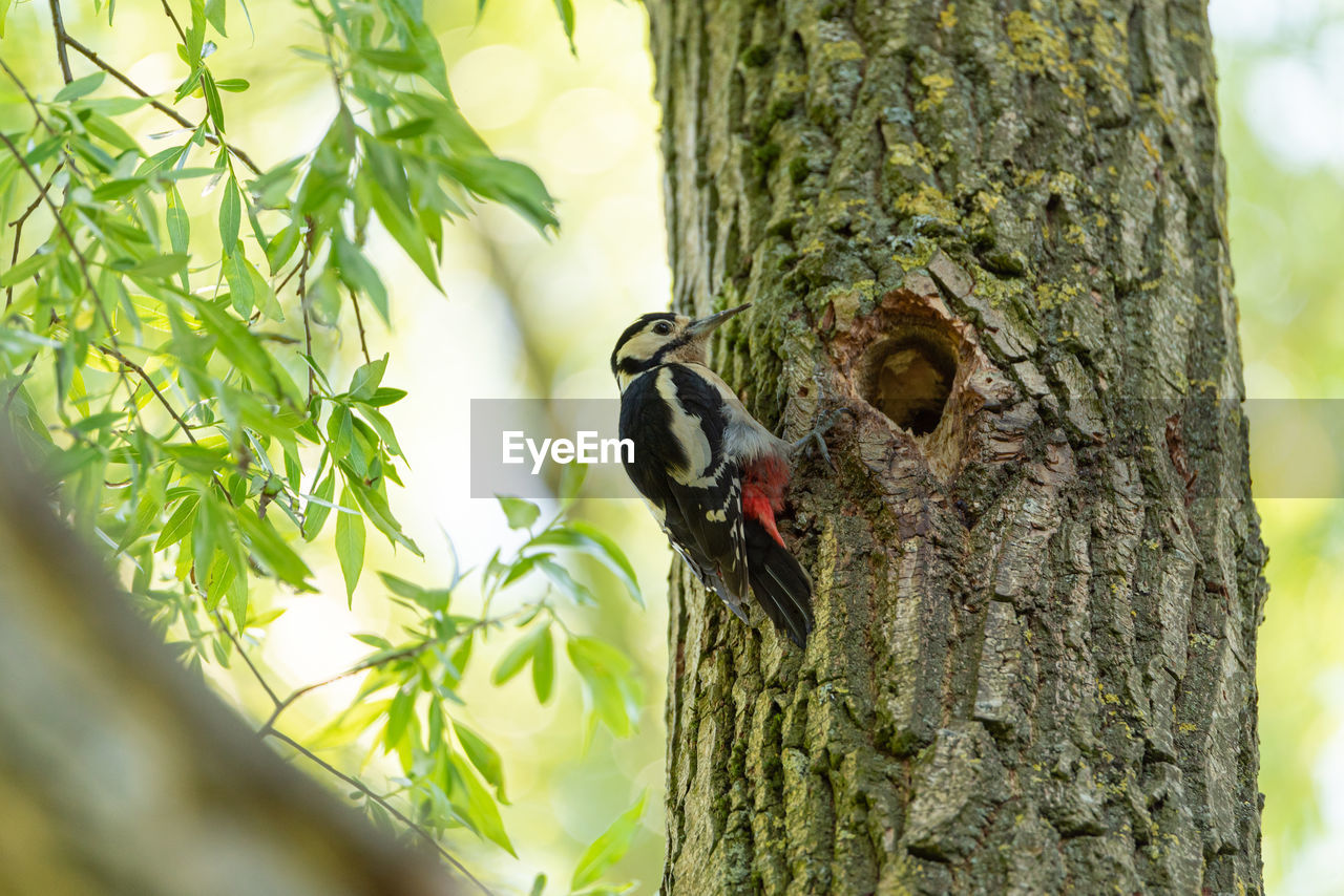 BUTTERFLY PERCHING ON TREE TRUNK