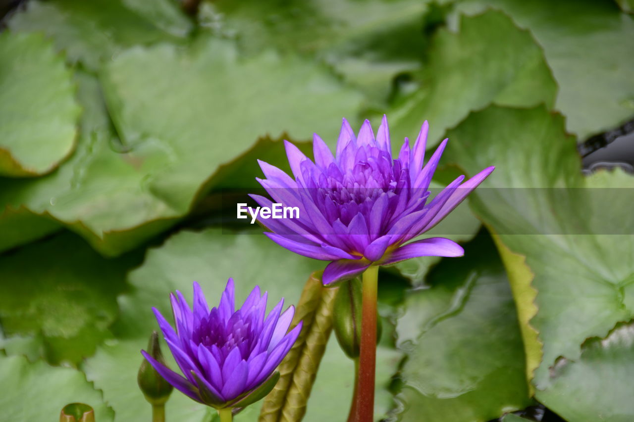 CLOSE-UP OF WATER LILY IN POND