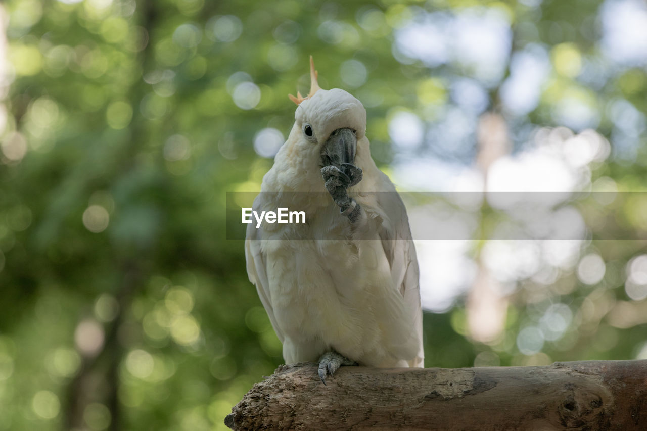 animal themes, animal, bird, animal wildlife, one animal, pet, wildlife, beak, tree, perching, nature, parrot, cockatoo, branch, sulphur-crested cockatoo, green, portrait, feather, outdoors, no people, focus on foreground, plant, looking at camera, full length, beauty in nature, animal body part