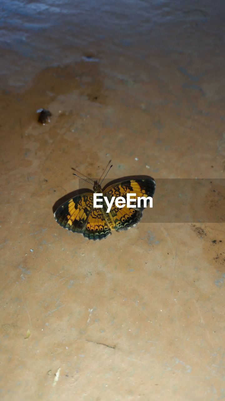 HIGH ANGLE VIEW OF BUTTERFLY ON TREE TRUNK