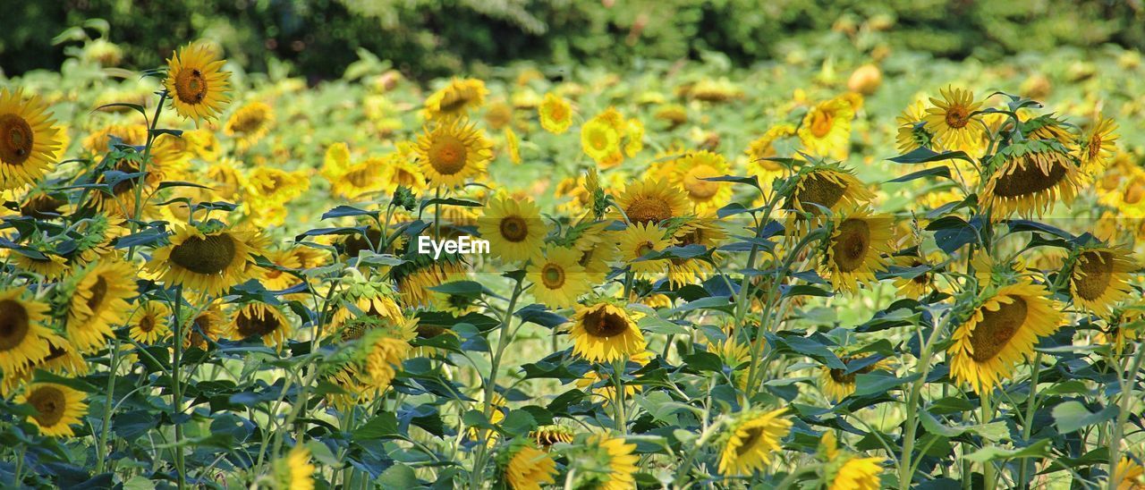 Close-up of yellow flowering plant on field