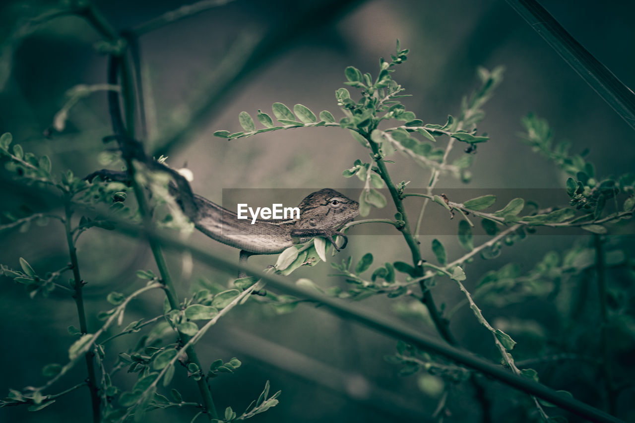 Close-up of a lizard on tree