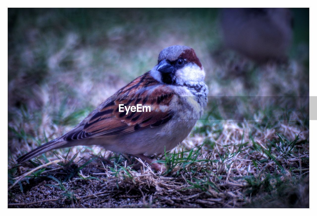 CLOSE-UP OF BIRD