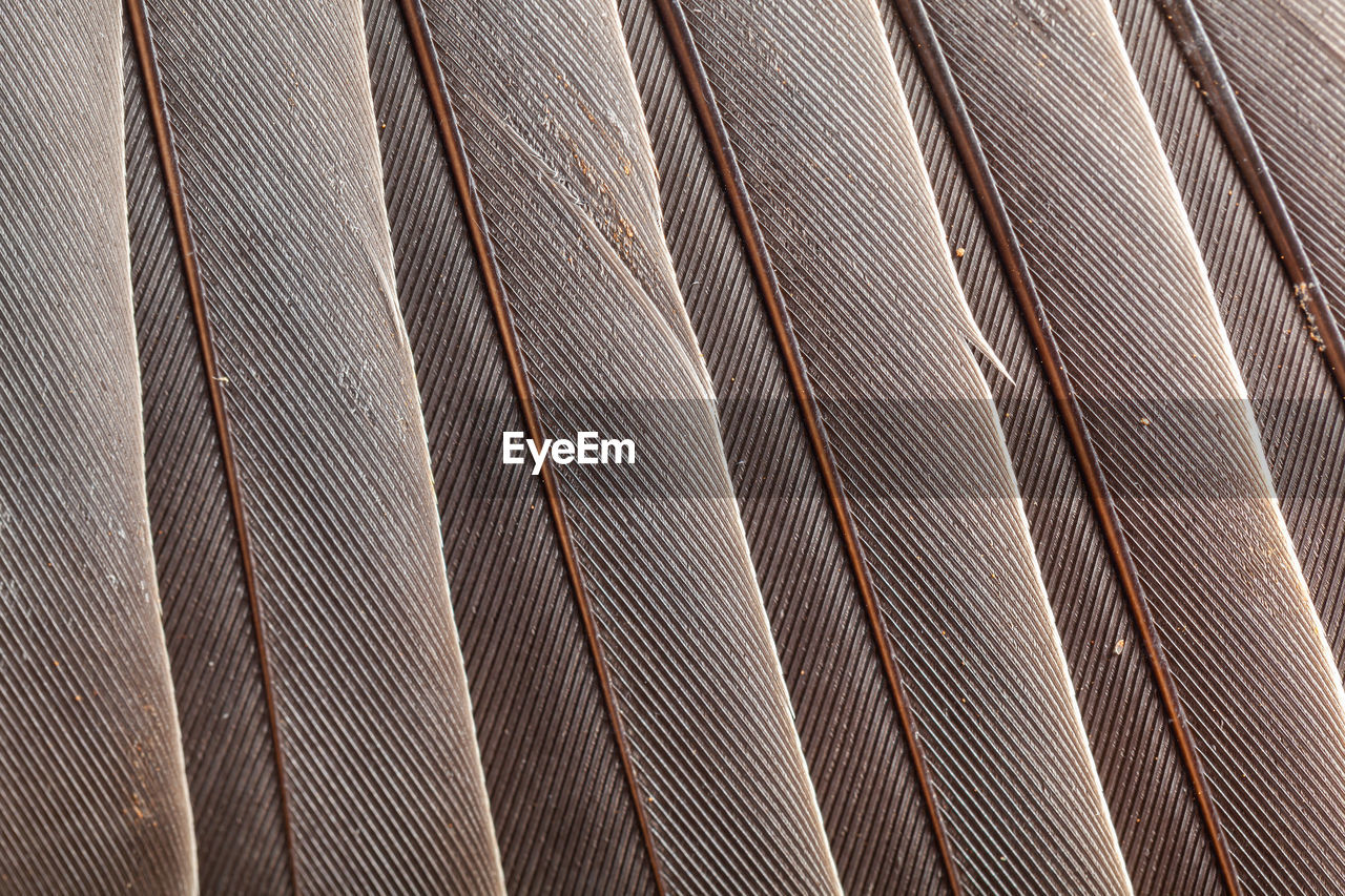 Feather pattern in high magnification closeup