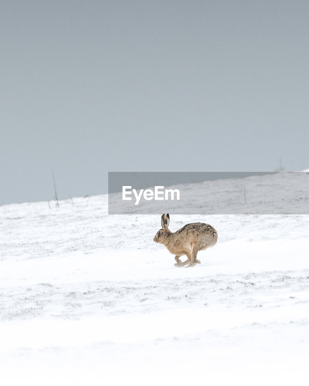 VIEW OF AN ANIMAL ON SNOW