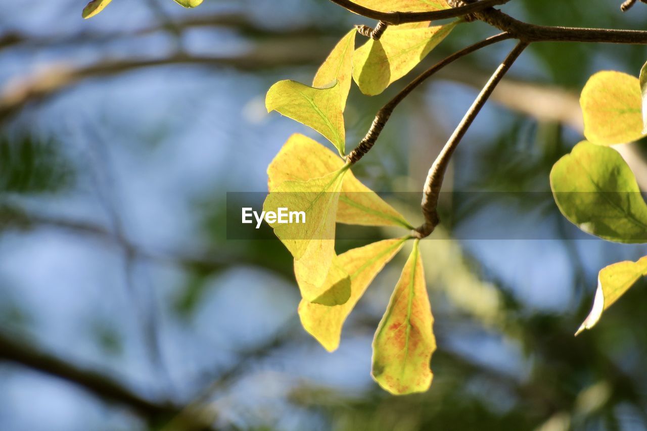 CLOSE-UP OF YELLOW LEAVES ON TREE
