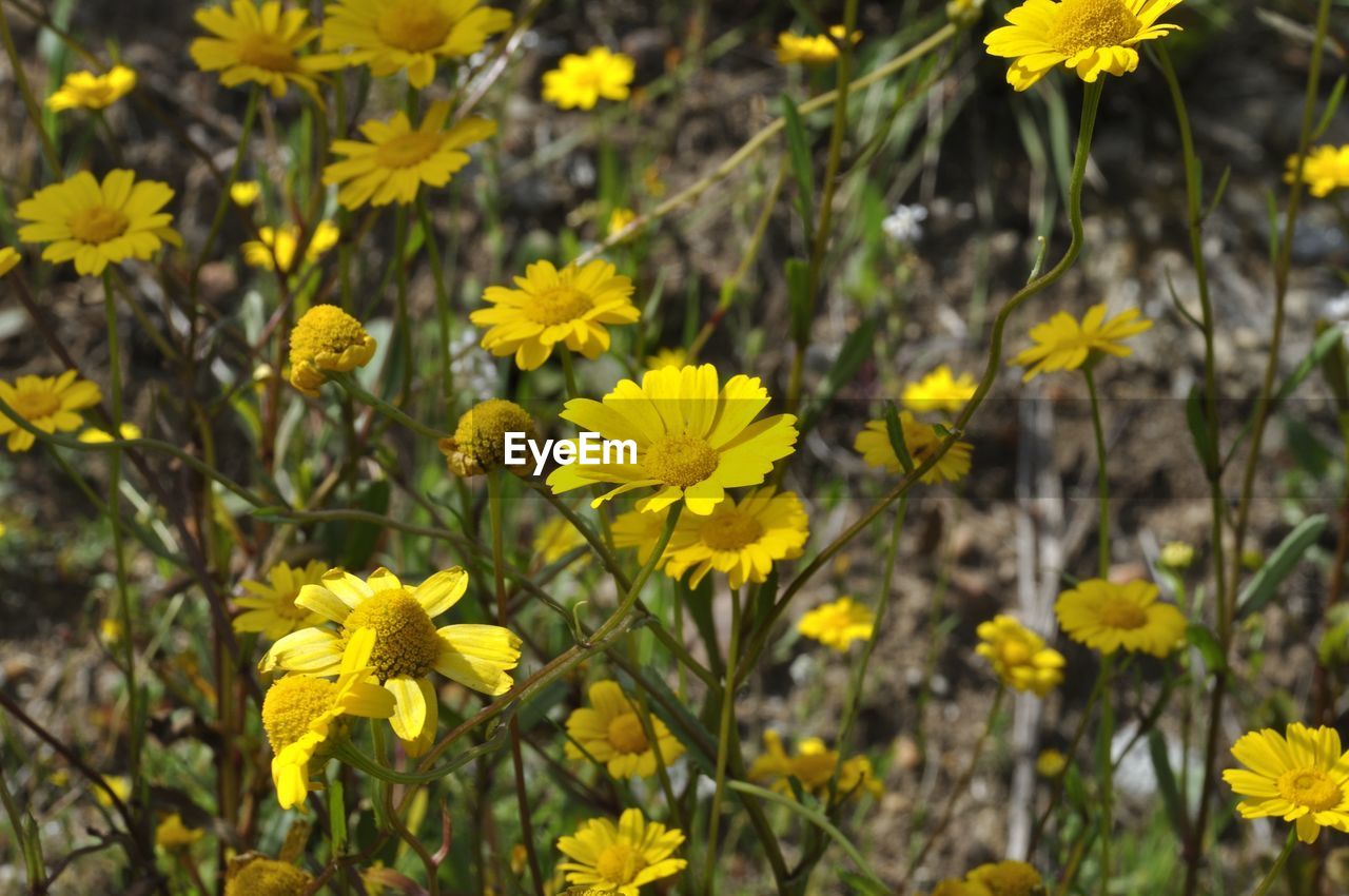 flower, flowering plant, plant, yellow, freshness, beauty in nature, growth, nature, fragility, close-up, flower head, meadow, prairie, no people, petal, focus on foreground, inflorescence, botany, day, field, outdoors, land, wildflower, sunlight, springtime, animal wildlife, green, blossom, outdoor pursuit, plant part, summer
