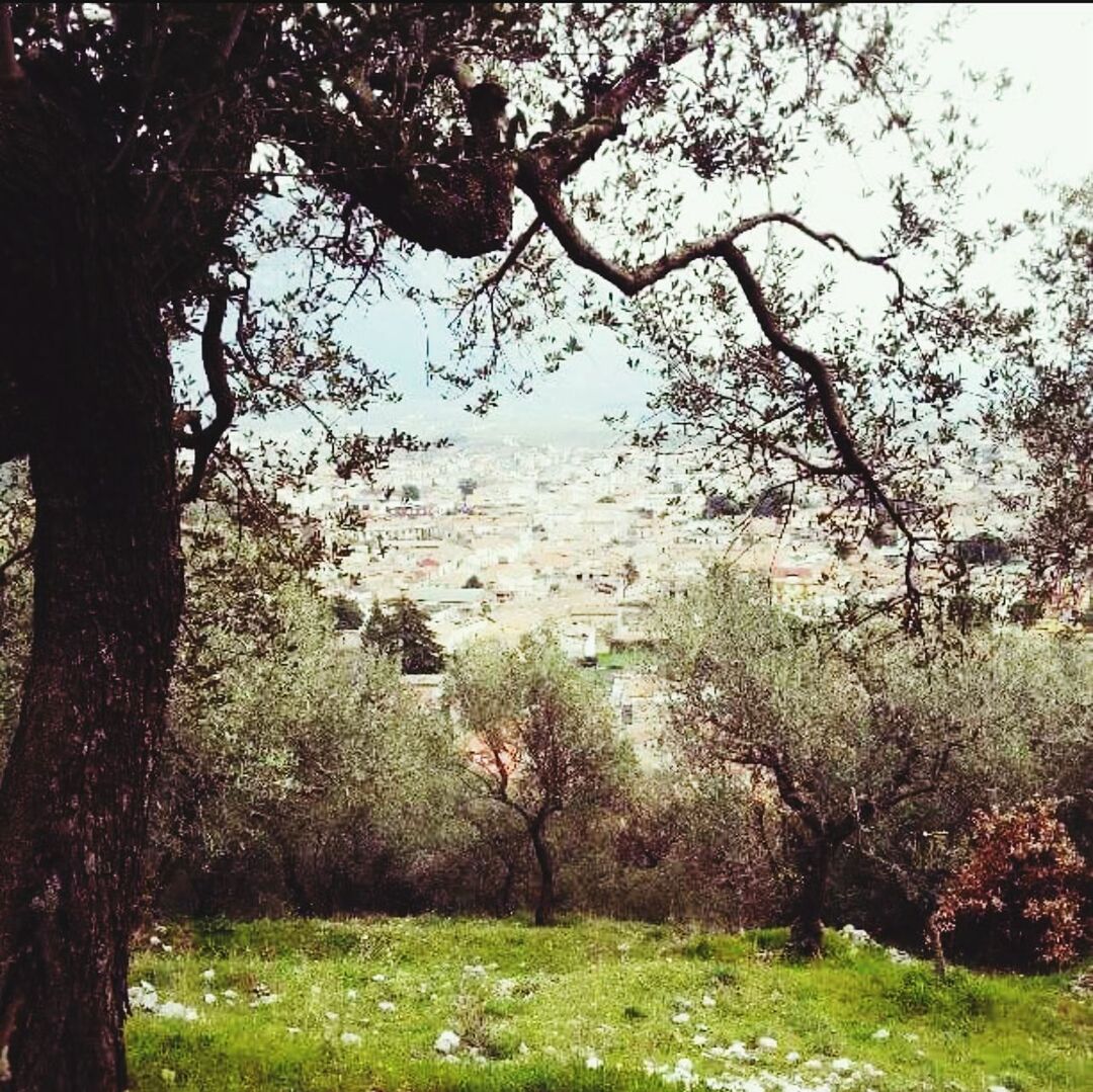 TREES IN PARK