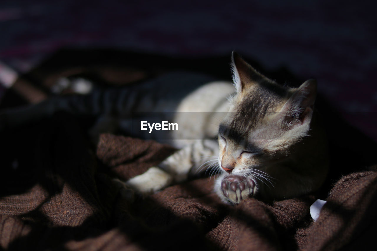 CLOSE-UP OF KITTEN RESTING ON BED