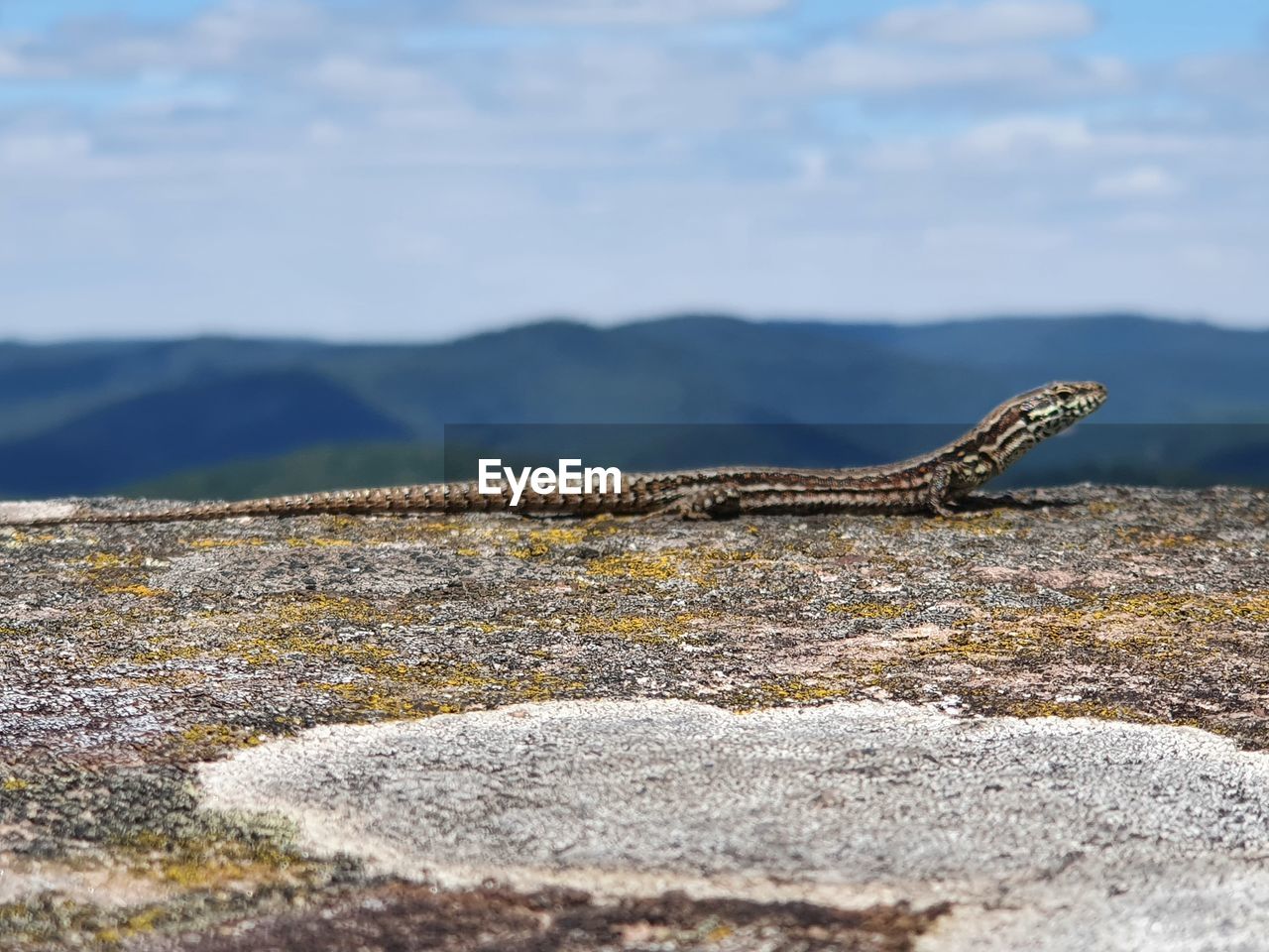animal themes, animal wildlife, animal, one animal, wildlife, reptile, nature, lizard, no people, day, sea, mountain, rock, environment, outdoors, sky, cloud, beauty in nature, side view, land, travel destinations, iguana