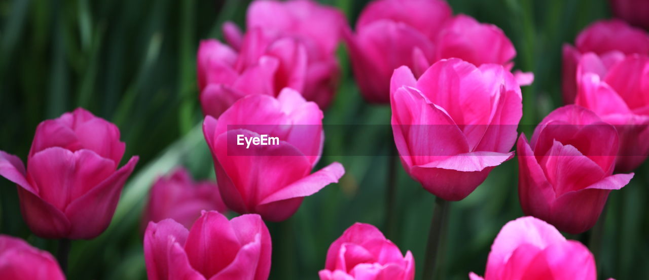 flower, plant, flowering plant, beauty in nature, freshness, pink, tulip, petal, close-up, nature, fragility, inflorescence, flower head, no people, springtime, growth, leaf, plant part, focus on foreground, green, outdoors, blossom, vibrant color, flowerbed, plant stem, day, botany, purple, magenta