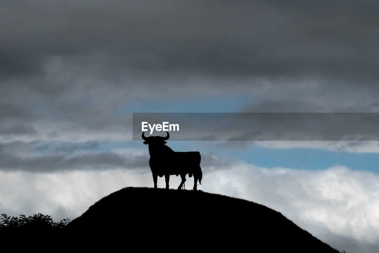 Silhouette bull standing against sky