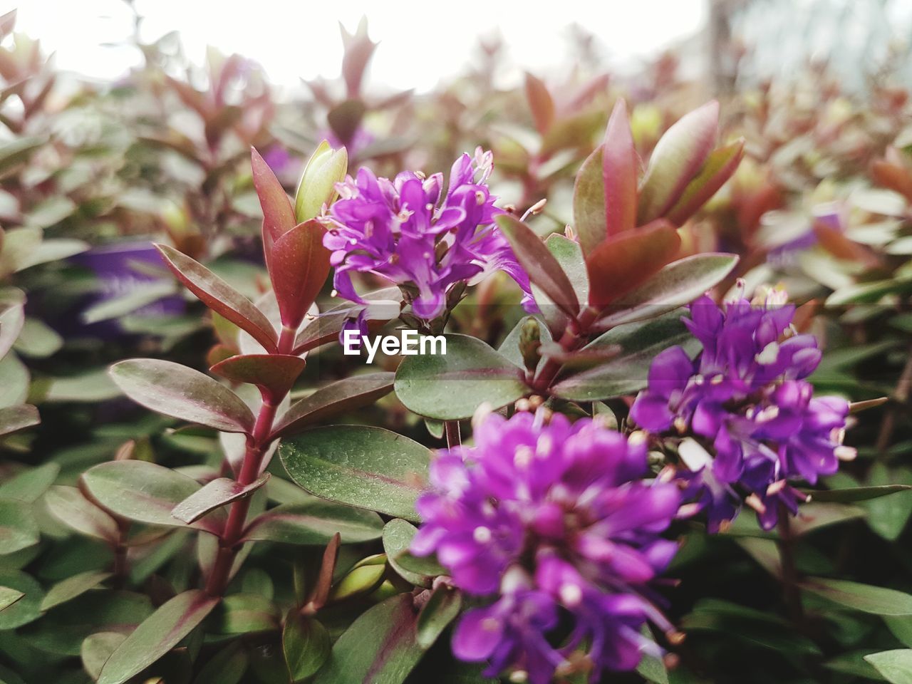 CLOSE-UP OF PINK FLOWERS BLOOMING