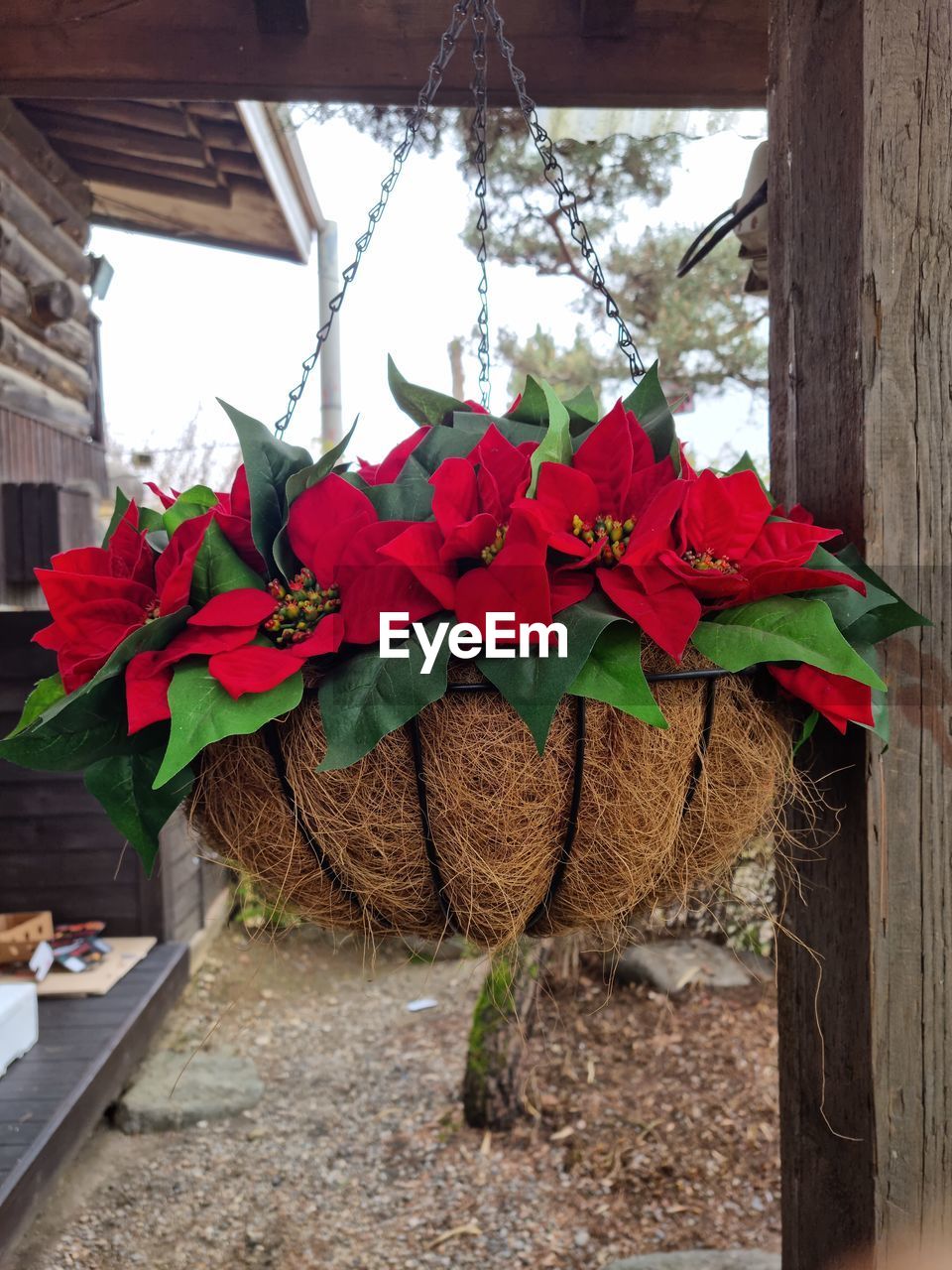 plant, nature, wood, no people, leaf, christmas decoration, flower, day, plant part, architecture, red, built structure, outdoors, decoration, flowering plant, tree, beauty in nature, building exterior, low angle view, holiday, growth, hanging