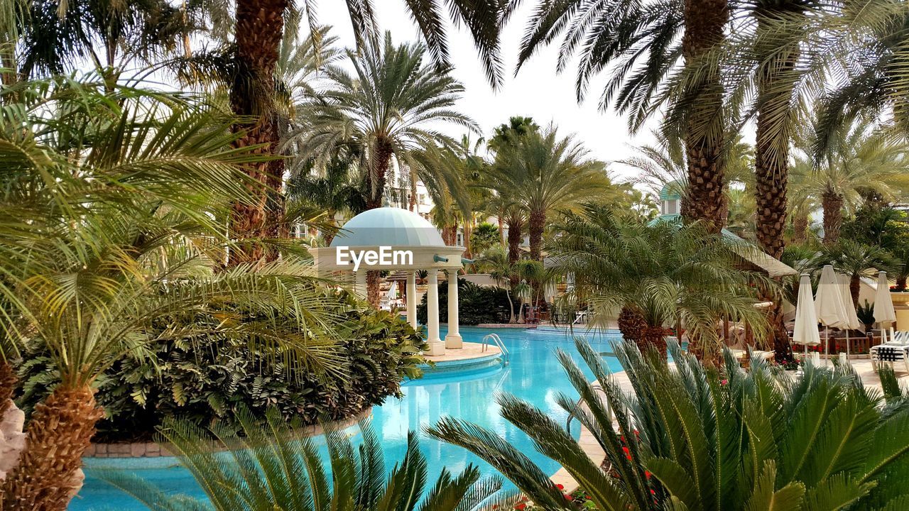 Swimming pool amidst trees in hotel