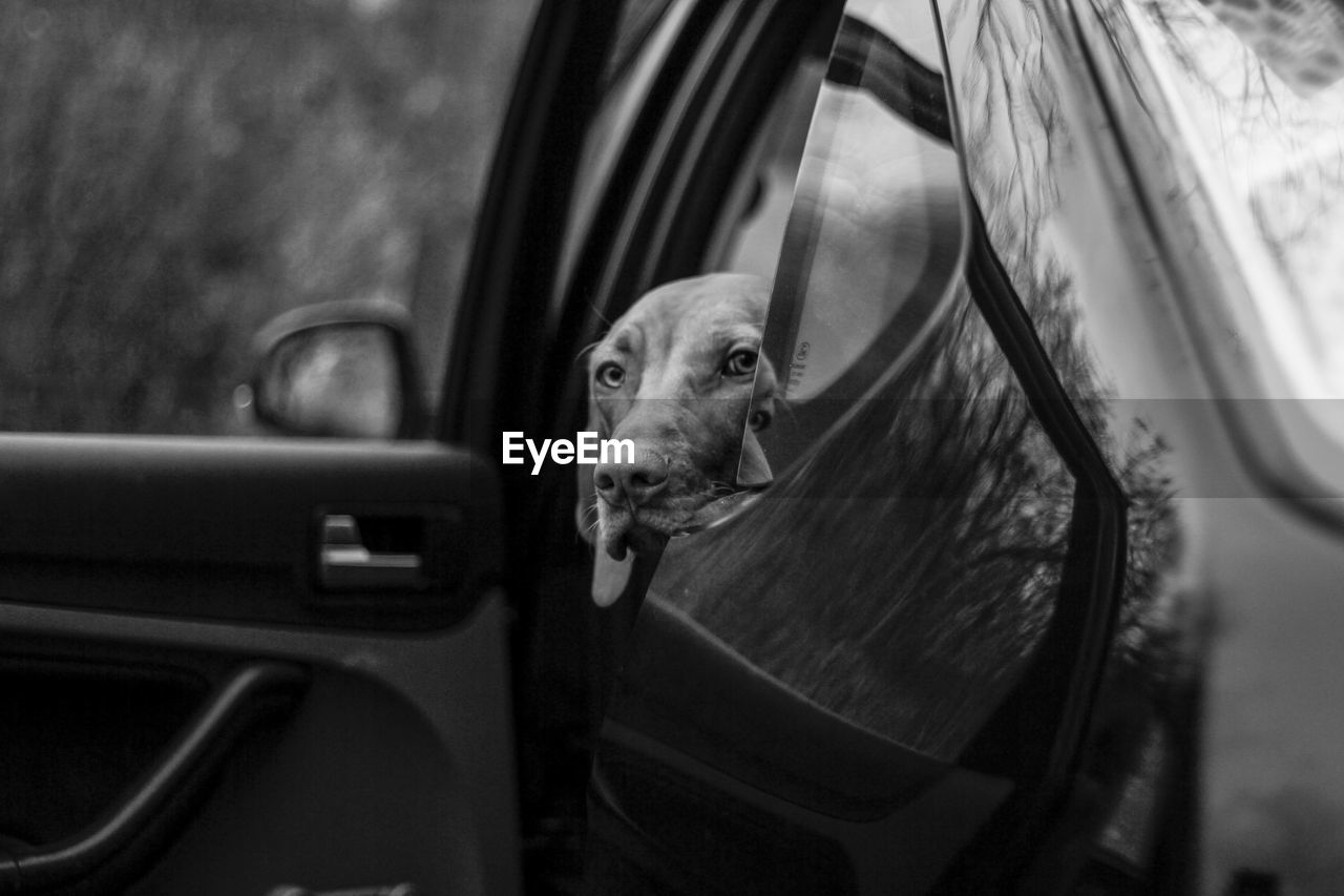 Vizsla looking through open car door