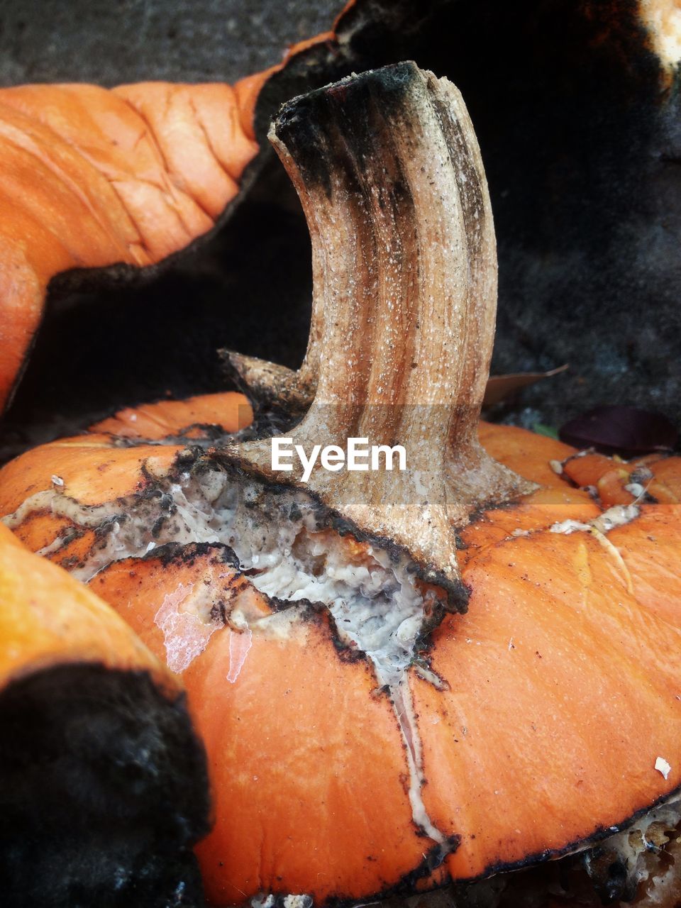 Close-up of damaged pumpkins during autumn