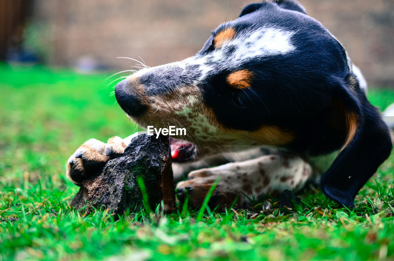Close-up of dog biting stone on grassy field